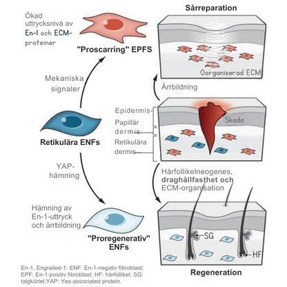 Avancerad ärrspray för alla typer av ärr ⚡️